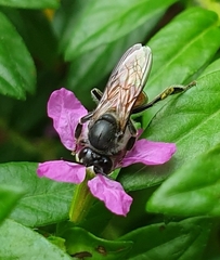 Apis florea
