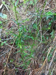 Hedyotis