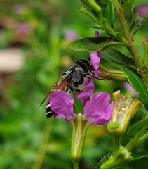 Apis florea