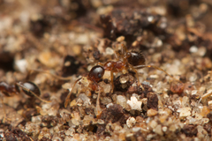 Pheidole megacephala