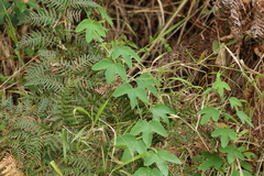 Passiflora subpeltata