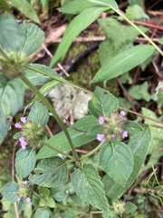 Clinopodium chinense