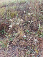 Kitagawia baicalensis