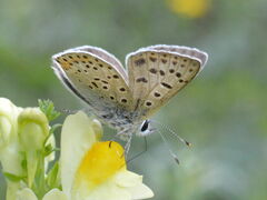 Lycaena tityrus