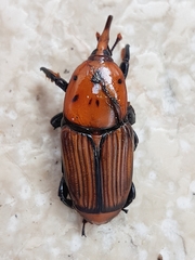 Rhynchophorus ferrugineus