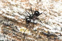 Polyrhachis mackayi