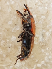 Rhynchophorus ferrugineus