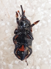 Rhynchophorus ferrugineus