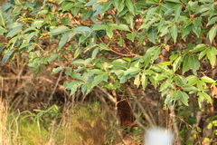 Lophostemon confertus