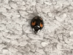 Harmonia axyridis