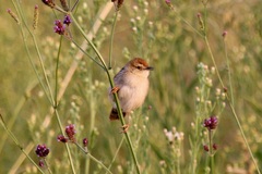 Cisticola tinniens