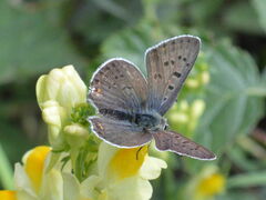 Lycaena tityrus