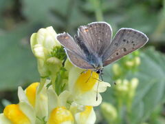 Lycaena tityrus