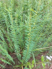 Phyllanthus
