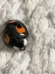 Harmonia axyridis