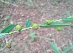 Phyllanthus