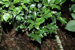 Auranticarpa rhombifolia