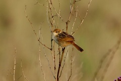 Cisticola tinniens