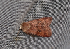 Diarsia mendica
