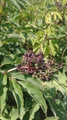 Sambucus racemosa melanocarpa