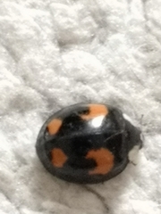 Harmonia axyridis