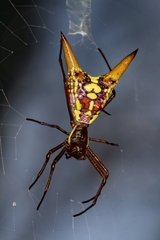 Micrathena sexspinosa