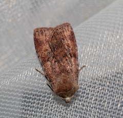 Diarsia mendica