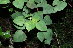 Homalanthus populifolius