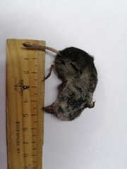 Sorex minutus