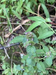 Clinopodium chinense