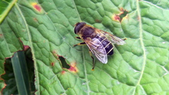 Eristalis nemorum