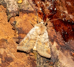 Diarsia mendica