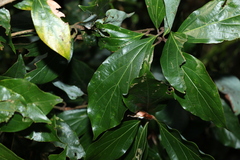 Neolitsea dealbata