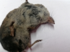 Sorex minutus