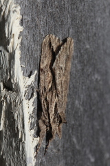 Ecnomodes sagittaria