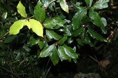 Neolitsea dealbata