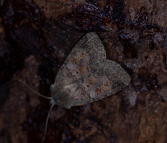 Diarsia mendica