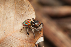 Maratus volans