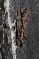 Ecnomodes sagittaria