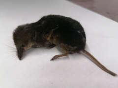 Sorex minutus