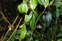Tetrastigma nitens