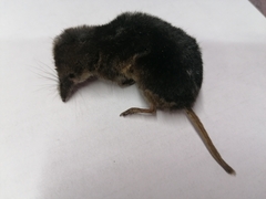 Sorex minutus
