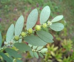 Phyllanthus debilis