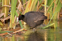 Fulica cristata