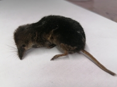 Sorex minutus