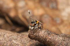 Maratus volans