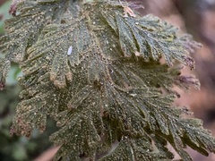 Hymenophyllum frankliniae
