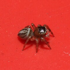Maratus scutulatus