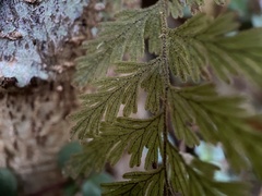 Hymenophyllum frankliniae