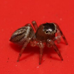 Maratus scutulatus